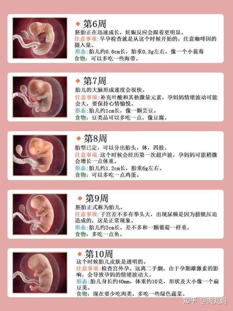 孕期1—40周胎儿发育全过程,准爸妈必看 - 知乎