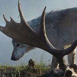 如果将 20 只狼和 500 只鹿放进同一孤岛，最后谁能活下来？