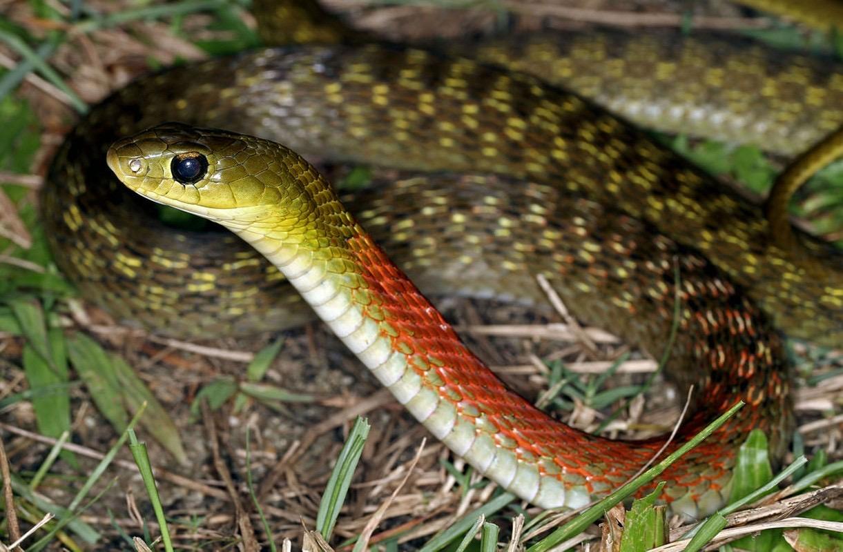 红脖颈槽蛇咬伤严重致死的病例