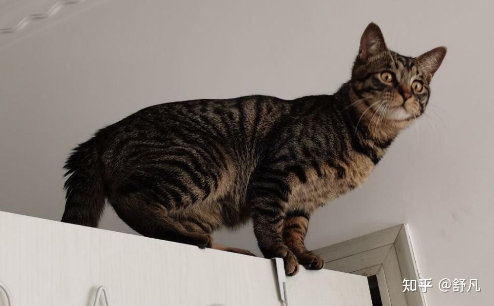 看着毛色特别漂亮 也亲人 背后一条黑色的毛 这是狸花猫吗?