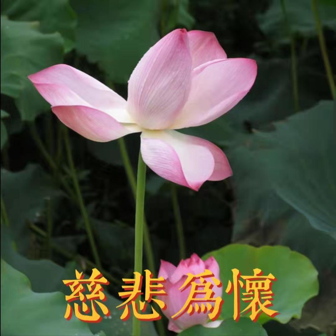 为什么很多中年妇女喜欢用荷花/莲花/荷塘图片做头像?