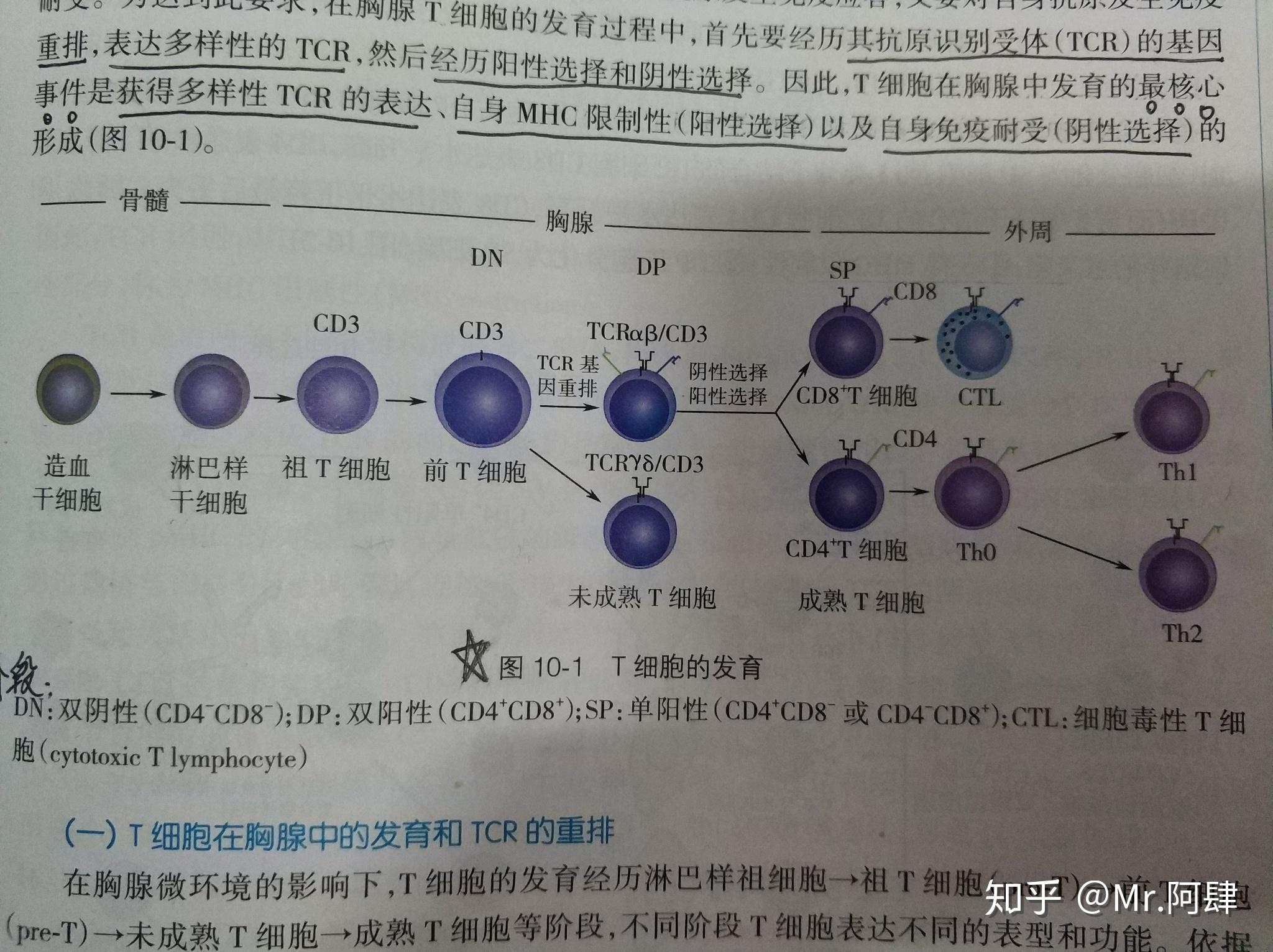 胸腺退化后,t细胞在哪里成熟? 