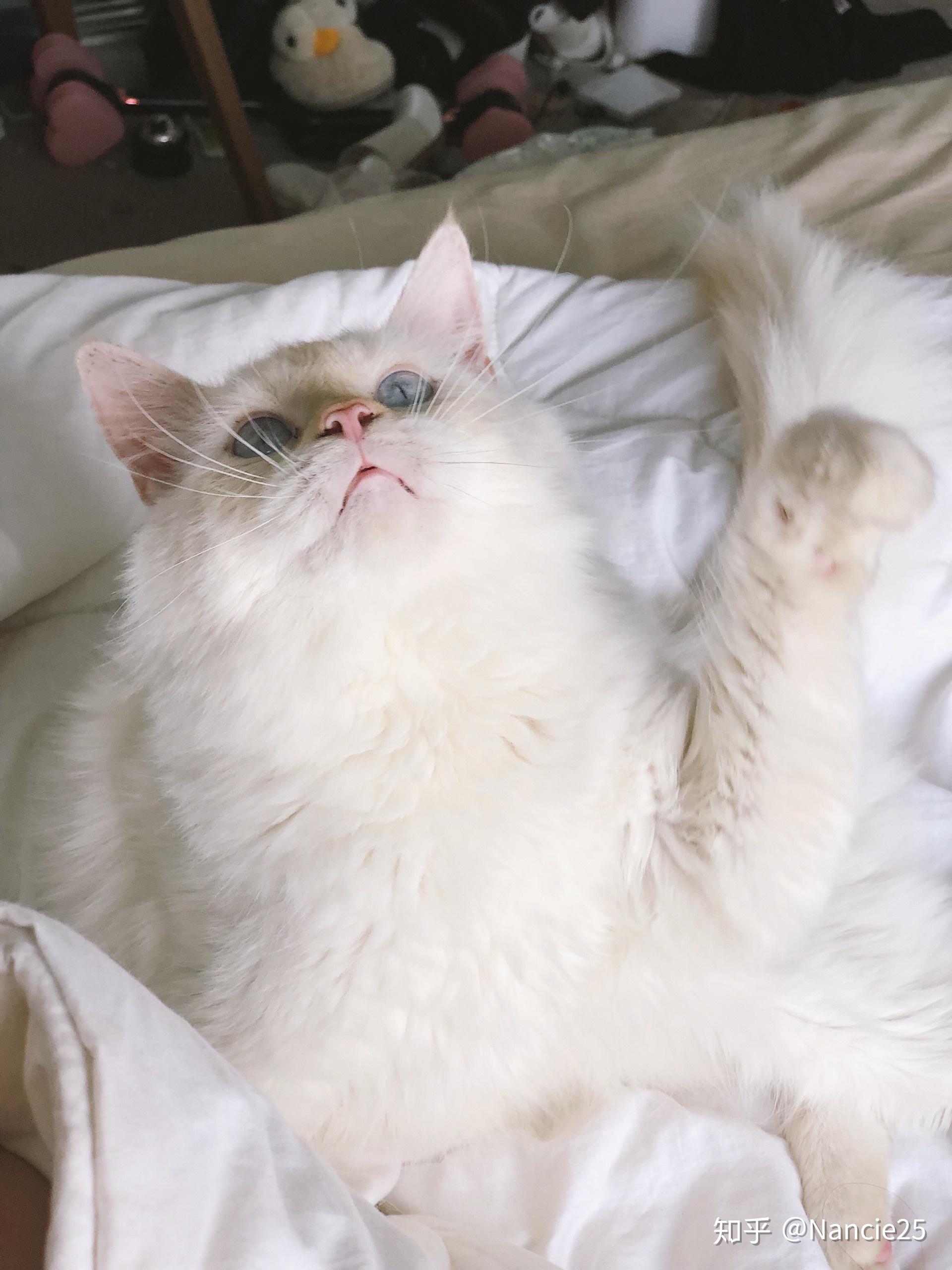 关注问题 67 写回答 登录/注册 纯种猫 布偶猫 品种猫 奶油色,火焰