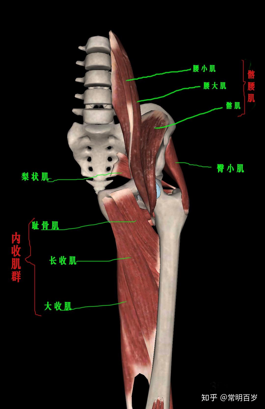 一腿踢爆2升大绿茶什么水平解释下身体哪个部位的力对腿力影响最大