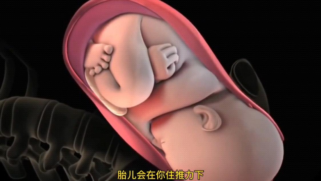 分娩3d动画模拟