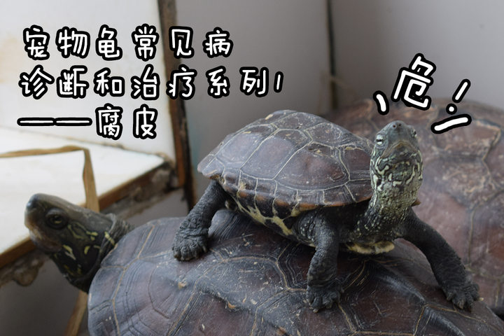 宠物龟常见病诊断和治疗系列1——腐皮 - 知乎