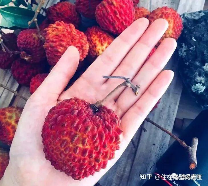 “海南荔枝王” 这就是你要找的超大甜荔枝！ - 知乎