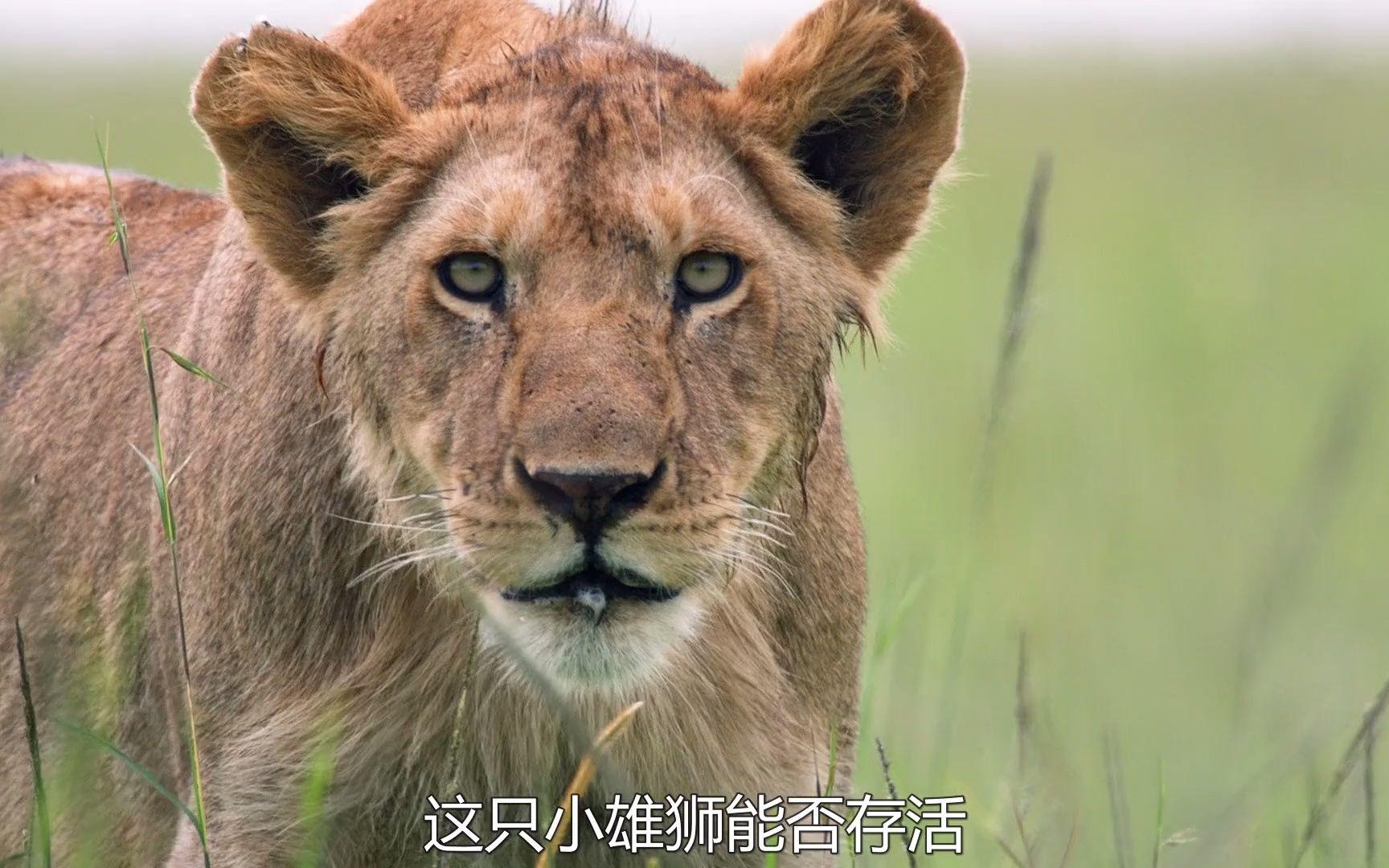 手足情深传奇狮王银泰杜梅拉的成长之路