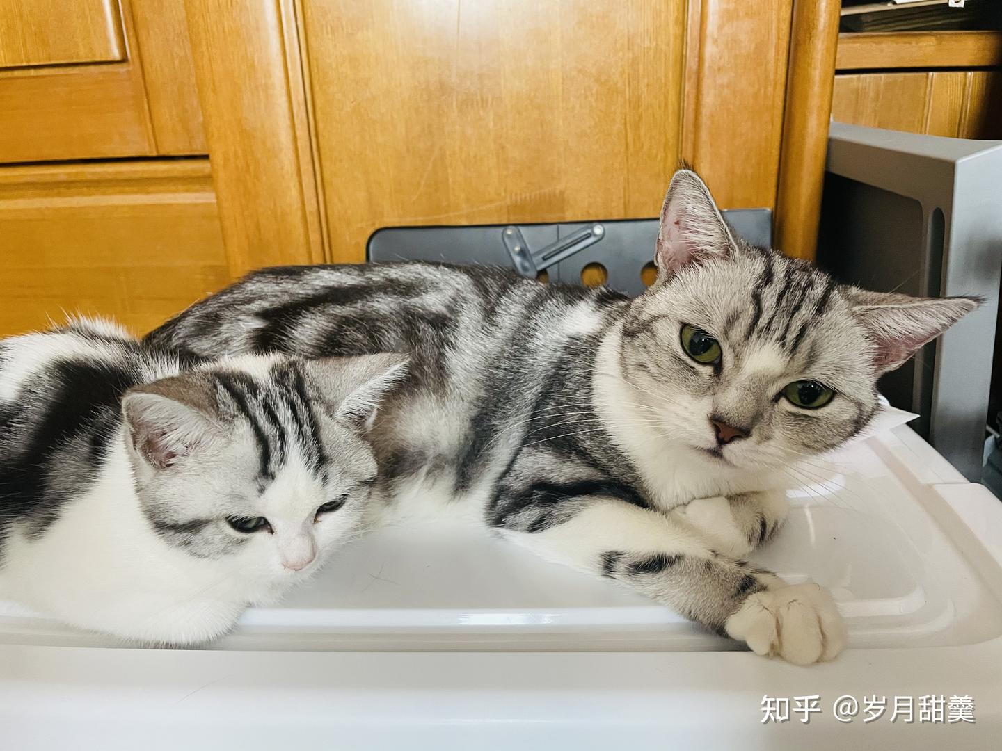 猫咪生小猫都需要准备些什么？ - 知乎