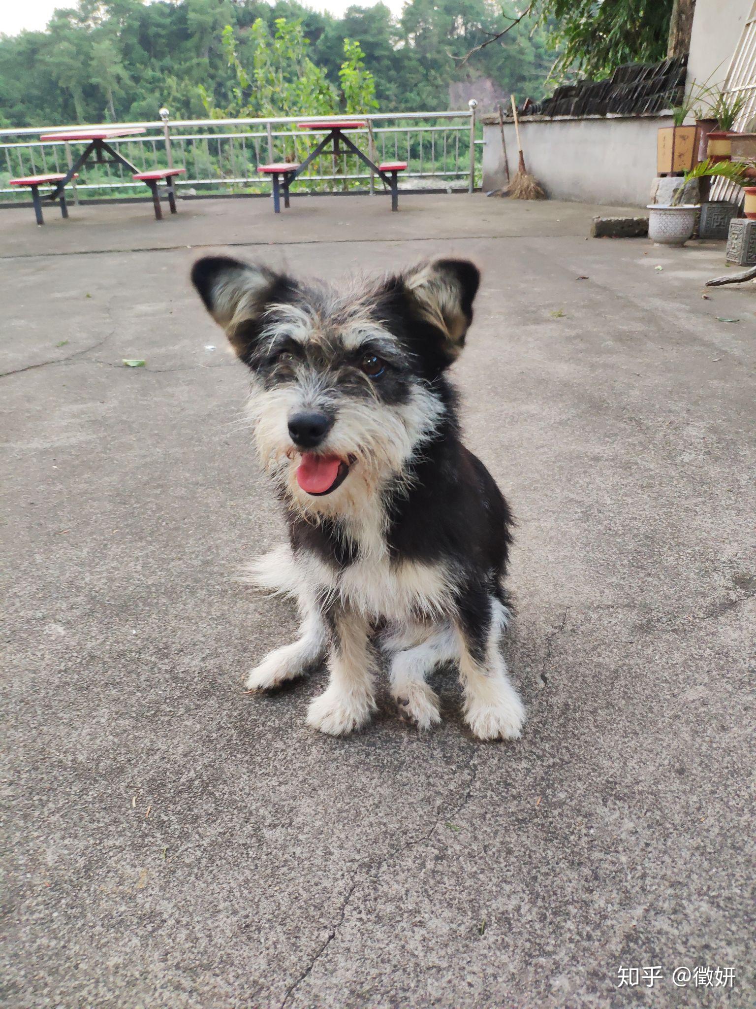 养雪纳瑞是种怎样的体验