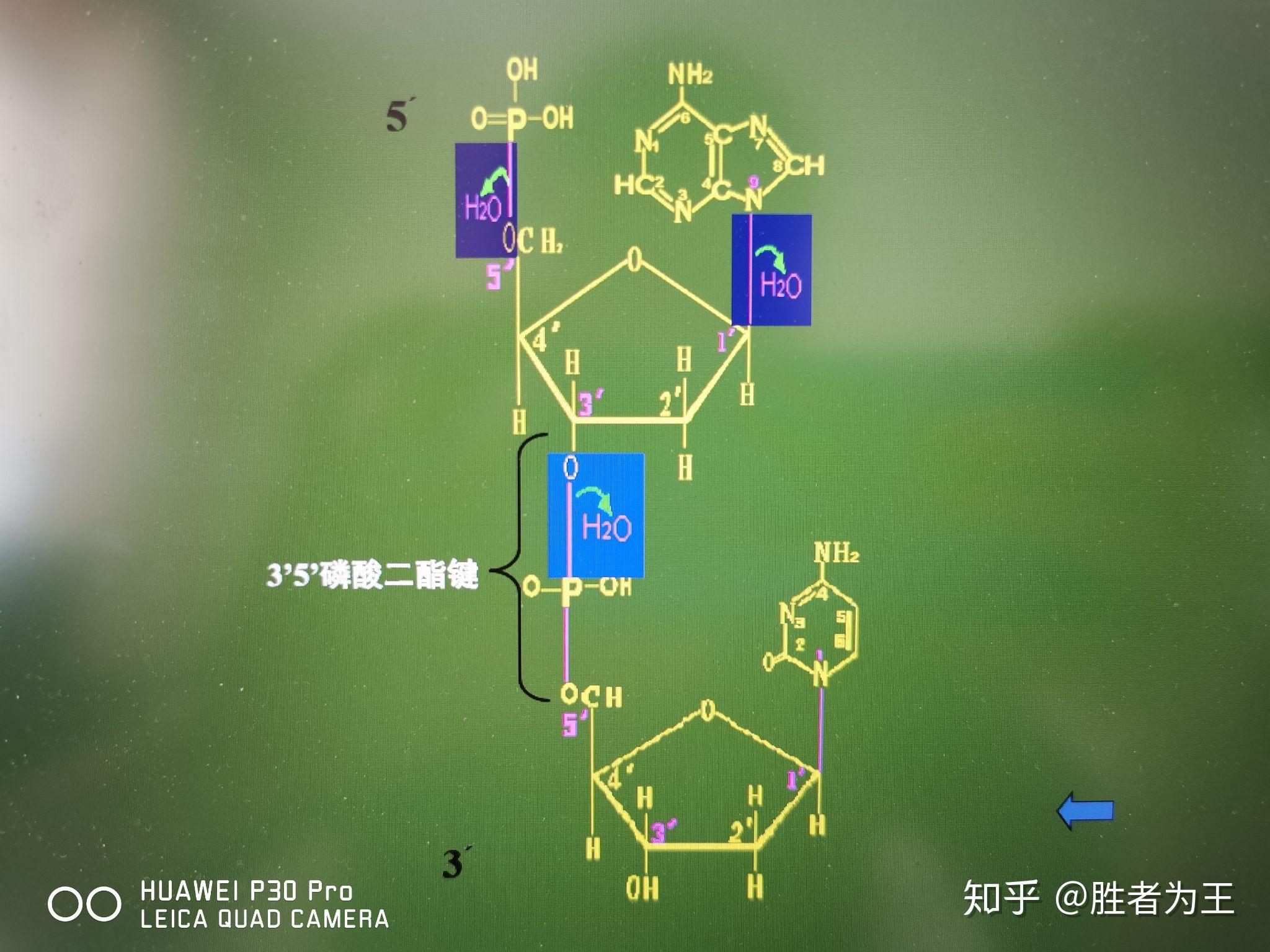 为什么pcr扩增是3端和5端