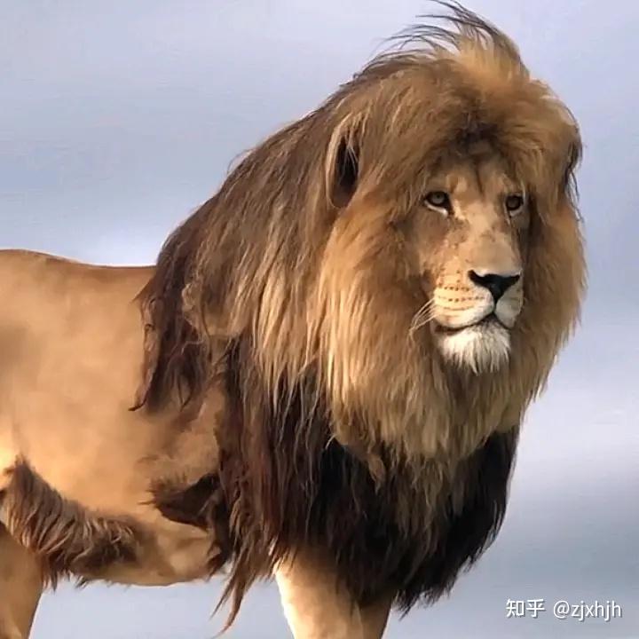 广州动物园狮子留了个齐刘海,工作人员「它自己打理