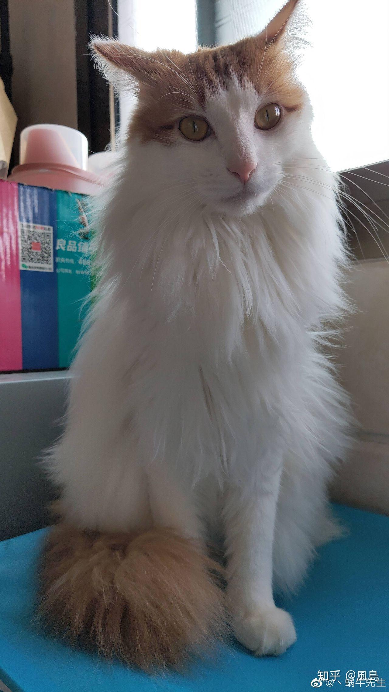 安哥拉猫& 英国长毛猫&高地长毛猫&狮子猫究竟有什么区别? - 知乎