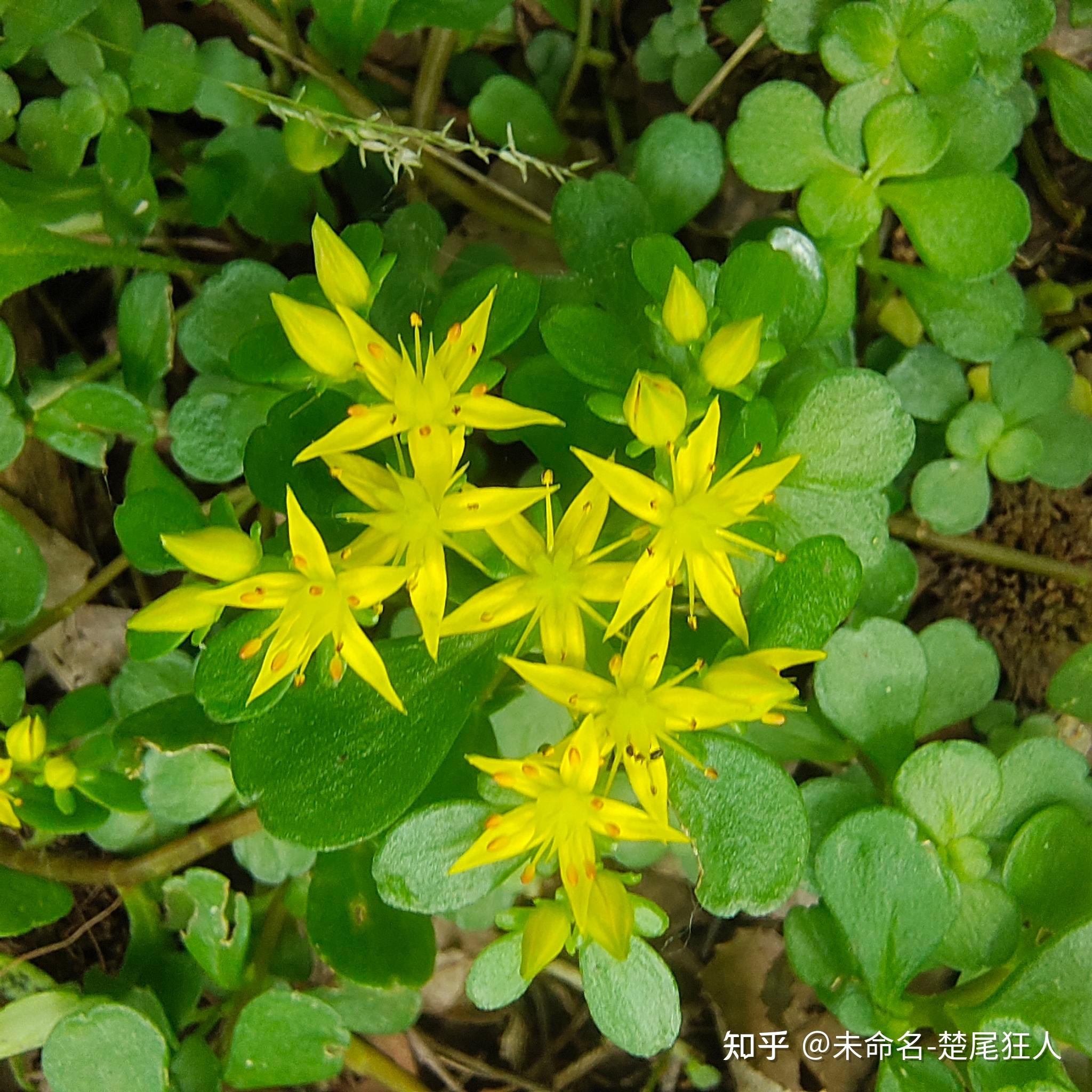 野生多肉 山上图片