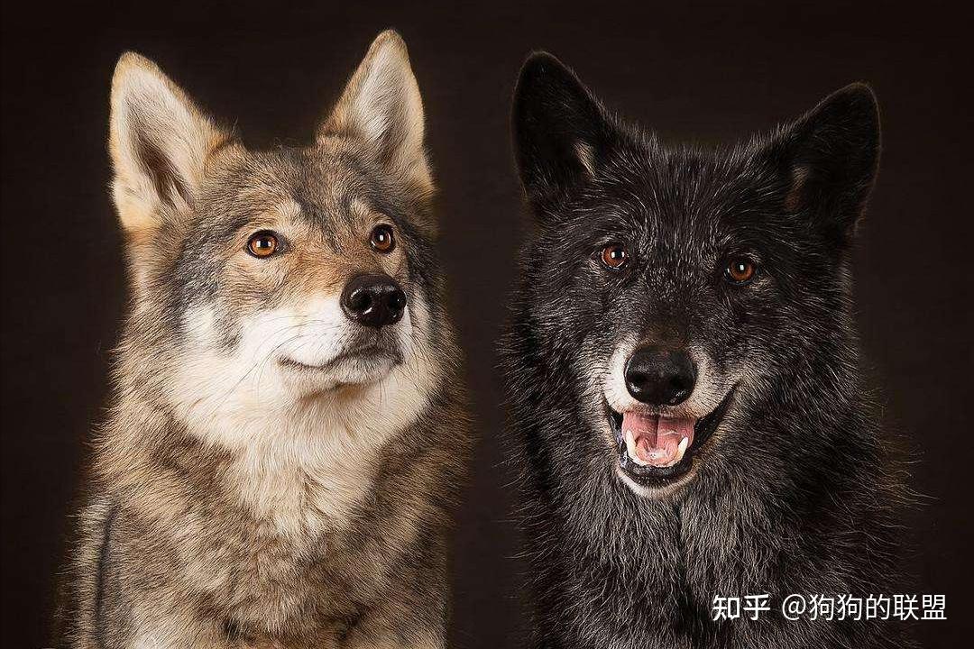 养过“捷克狼犬”后,你会爱上它的 - 知乎