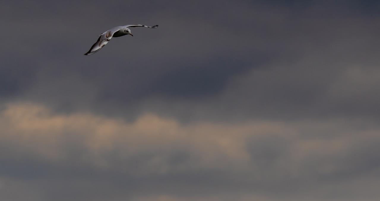 海鸥的海洋家园