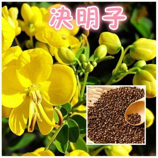 今天认识的中药决明子