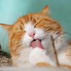 阳光下的猫