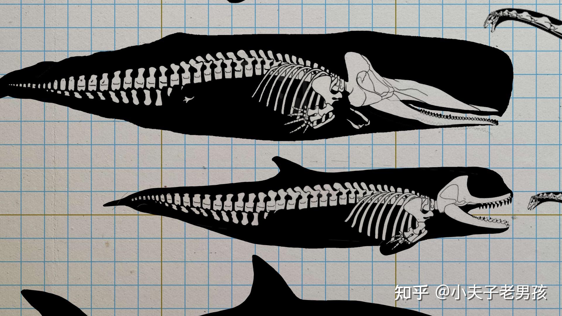 抹香鲸为什么喜欢吃大王乌贼?