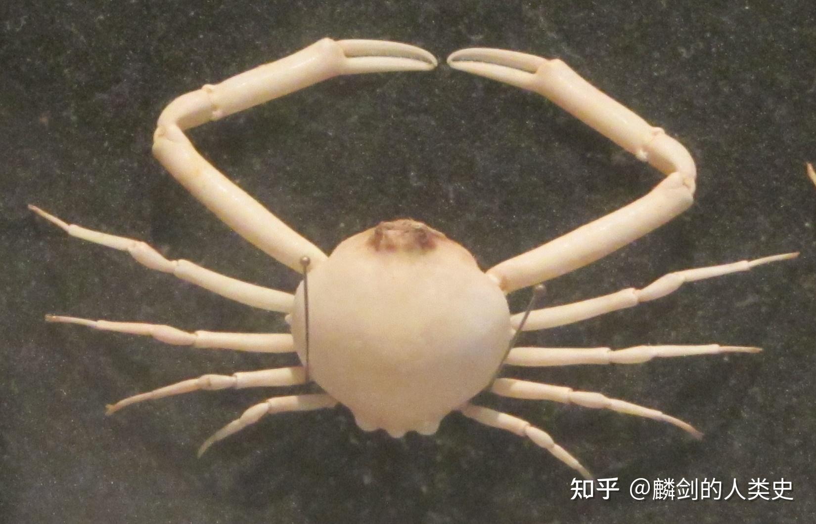 如何做出口感极佳的炸蟹角? - 知乎