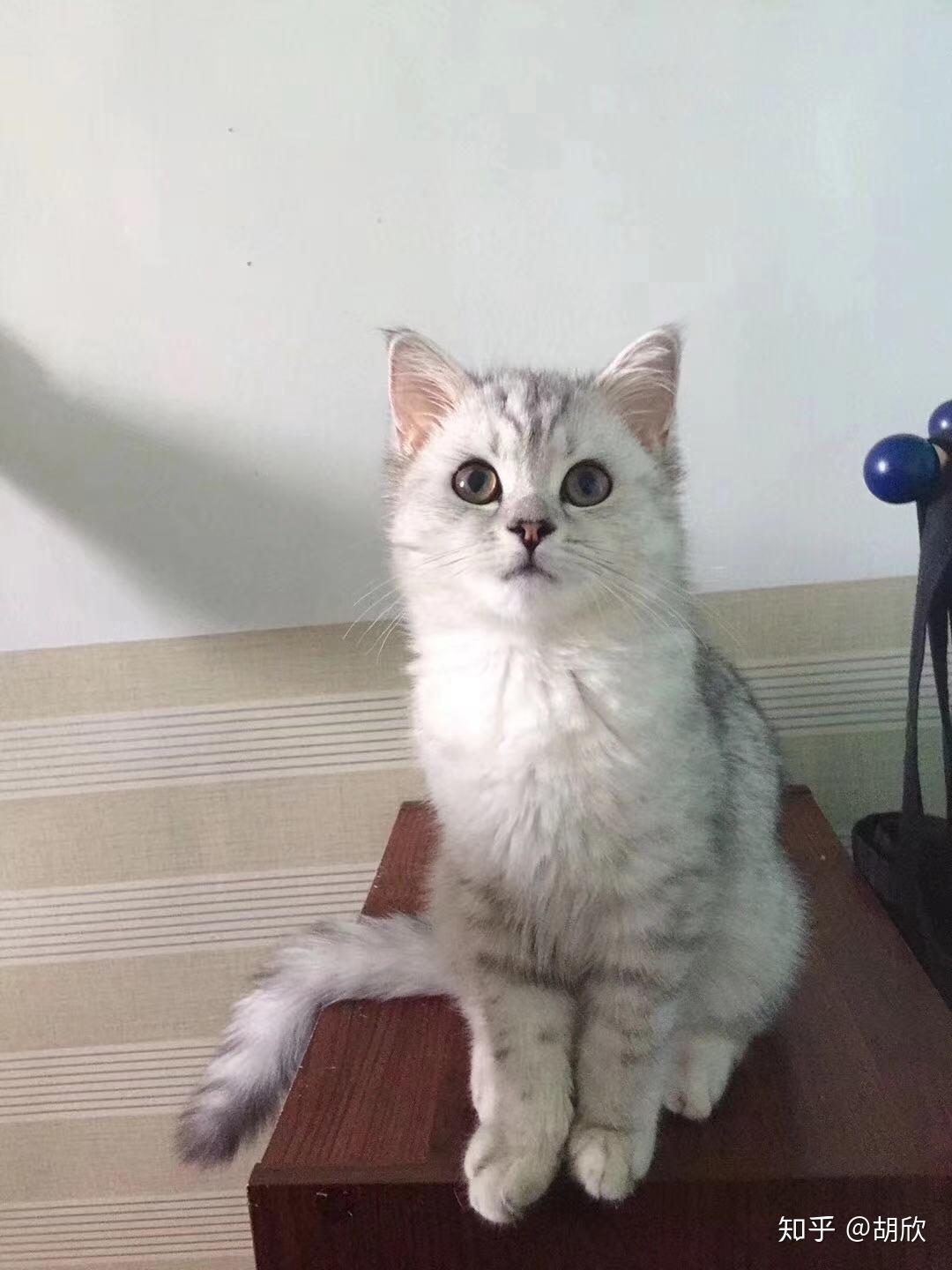 蓝猫和银渐层能配出什么样的小猫