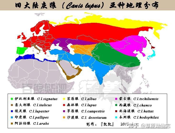狼的体型 - 知乎
