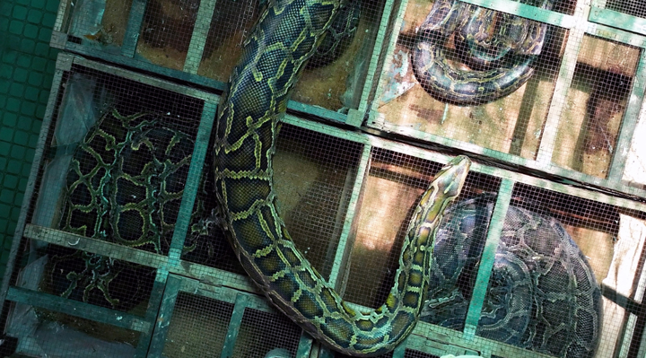 科学家:蟒蛇肉是一种更可持续的肉食替代方案!你敢吃吗?