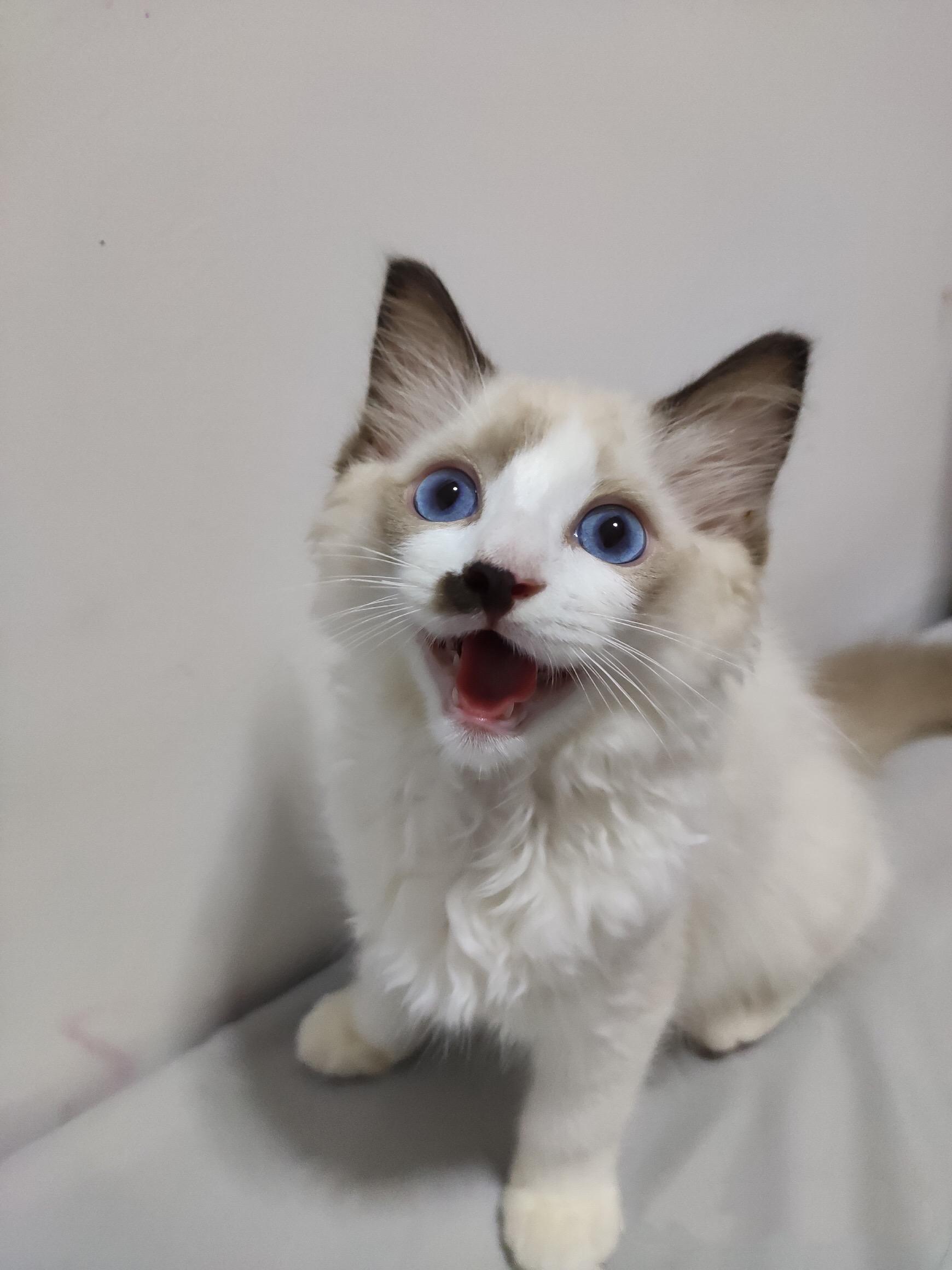 布偶猫能丑到什么程度? - 知乎