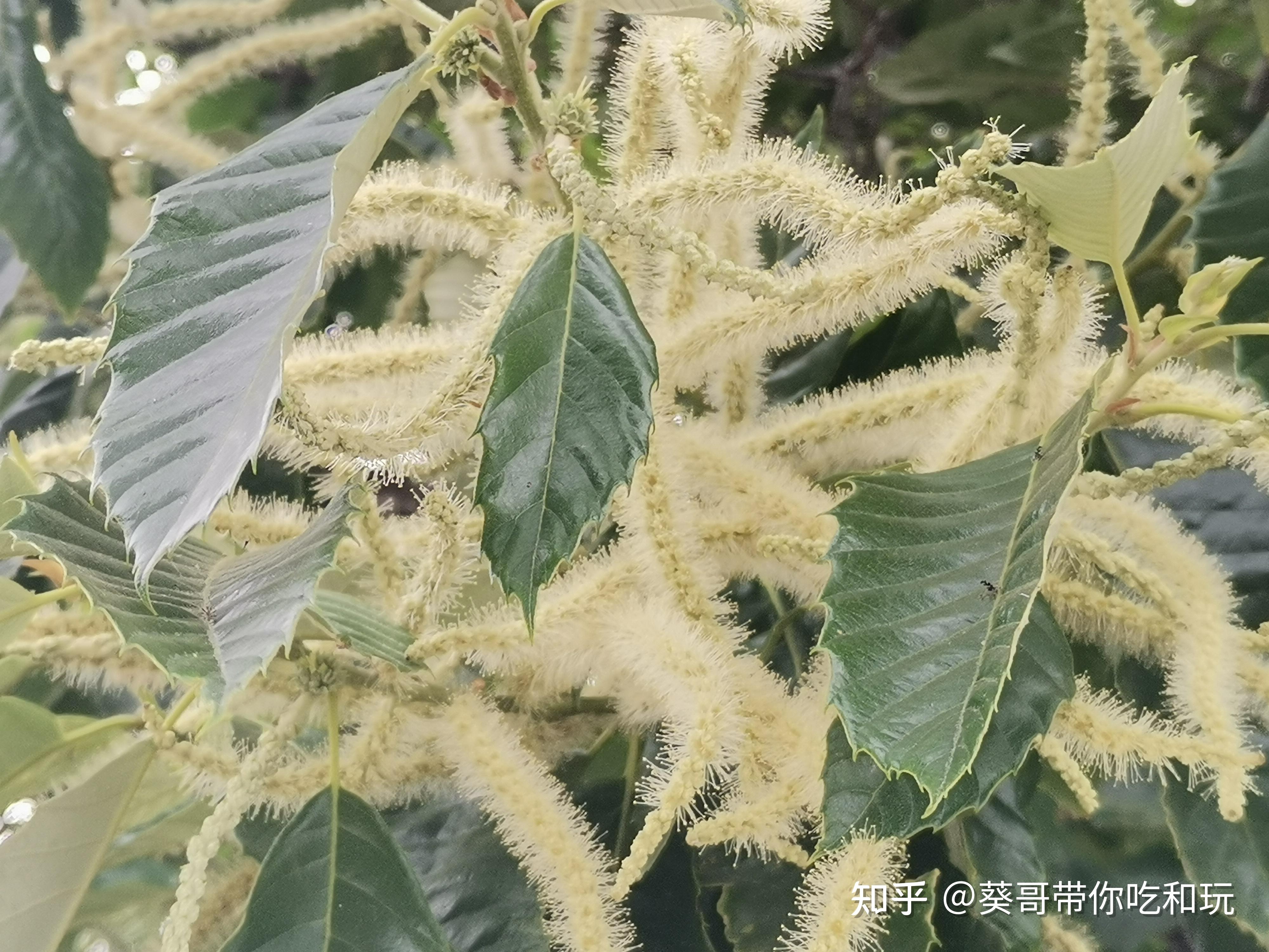 你见过板栗开花吗? - 知乎