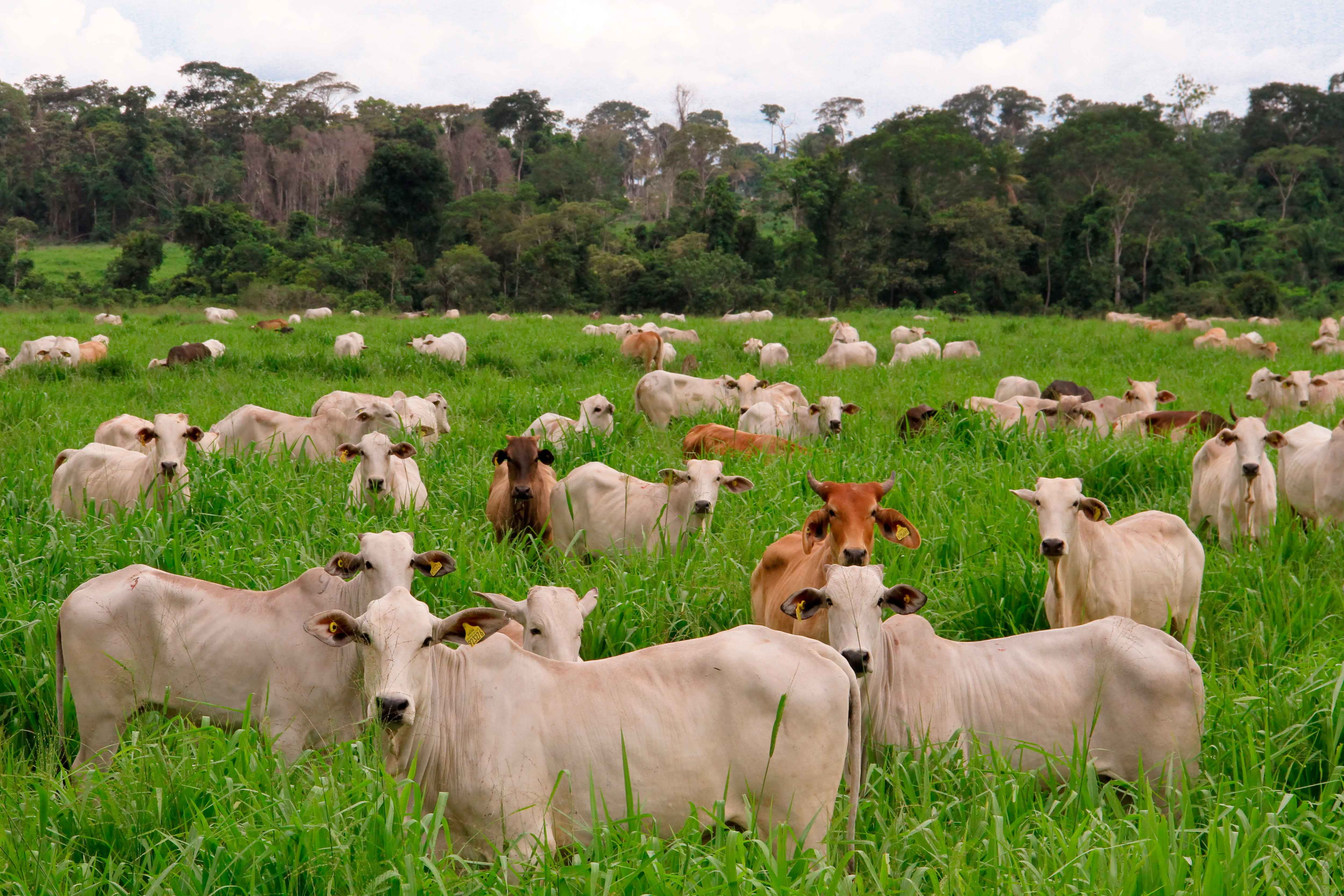阿根廷潘帕斯草原是亚热带季风气候降水充足可该地以大牧场放牧业为主