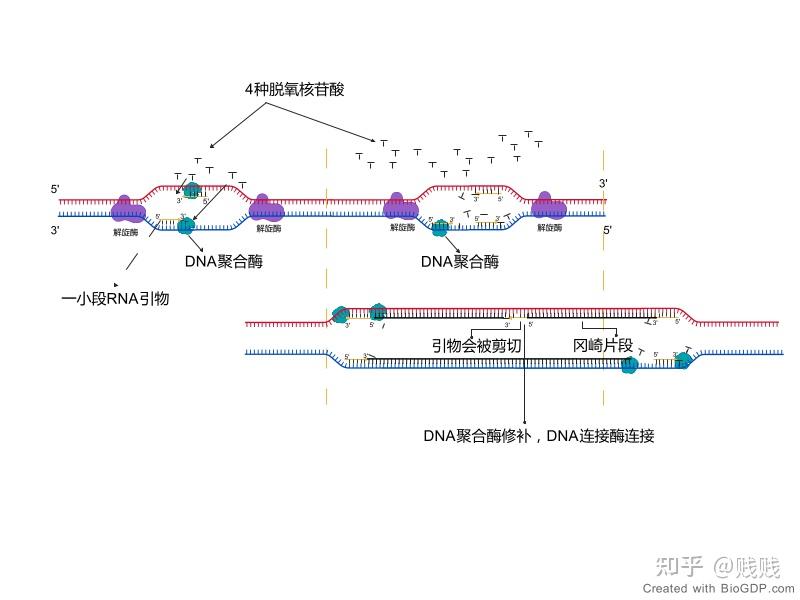 高中生物染色体、DNA、DNA复制、基因表达关系 - 知乎