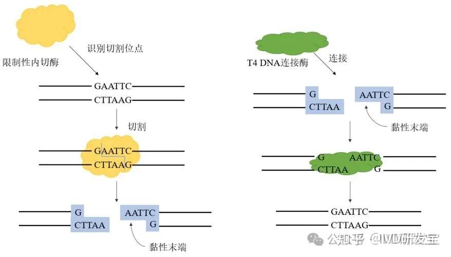 生命密码DNA,神奇组分碱基对! - 知乎