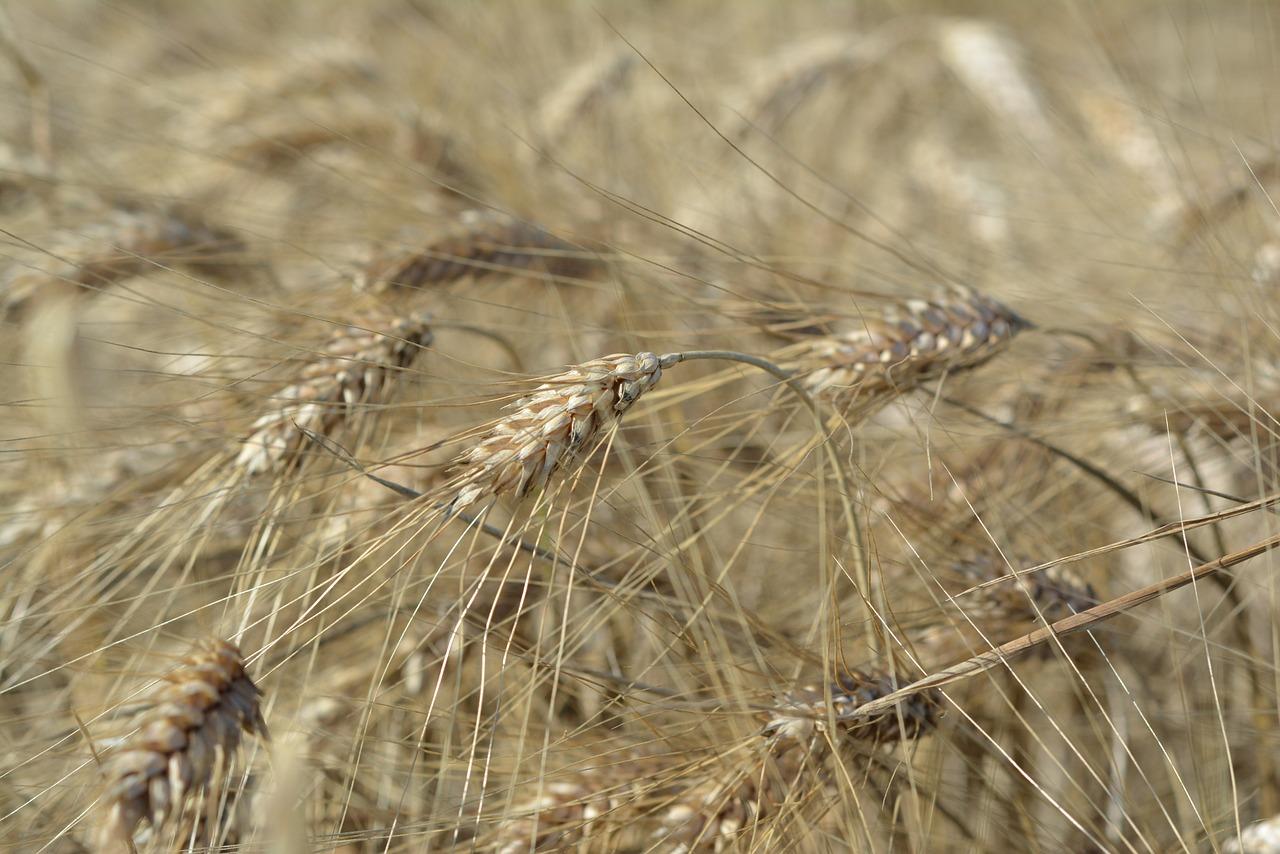 2. 大麦饭最佳比例