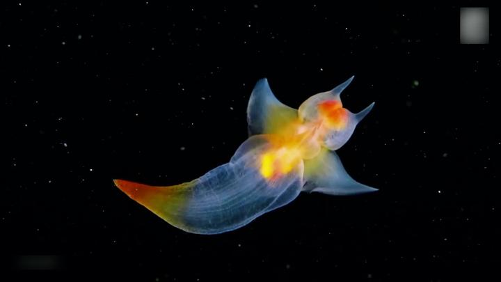 远洋冰海中的猎杀天使：海若螺属【睡前软体动物学99】 - 知乎