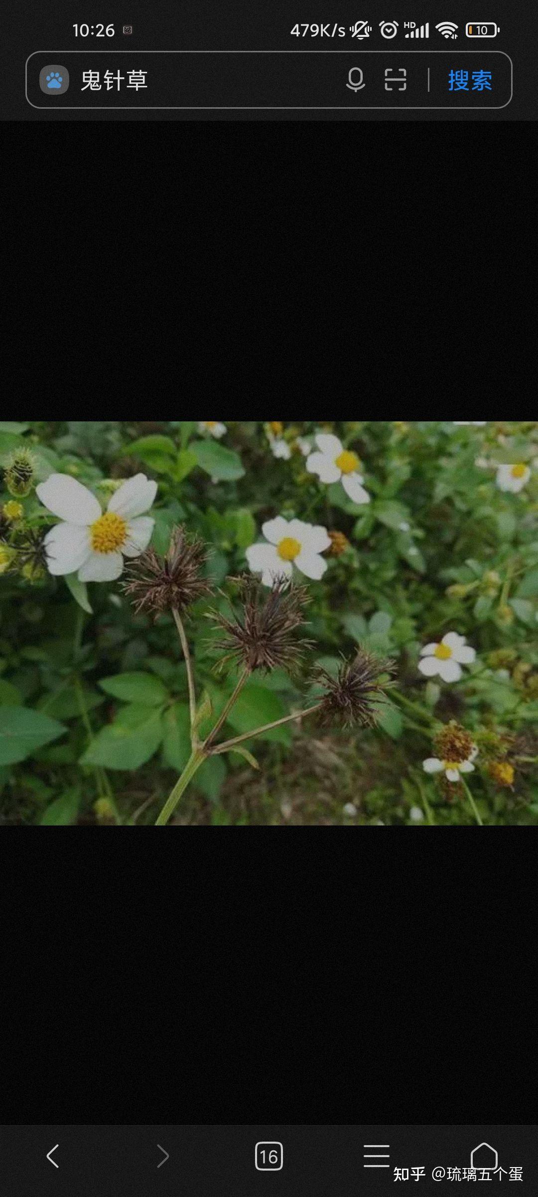 汪曾祺老师经常写到的臭芝麻是什么植物