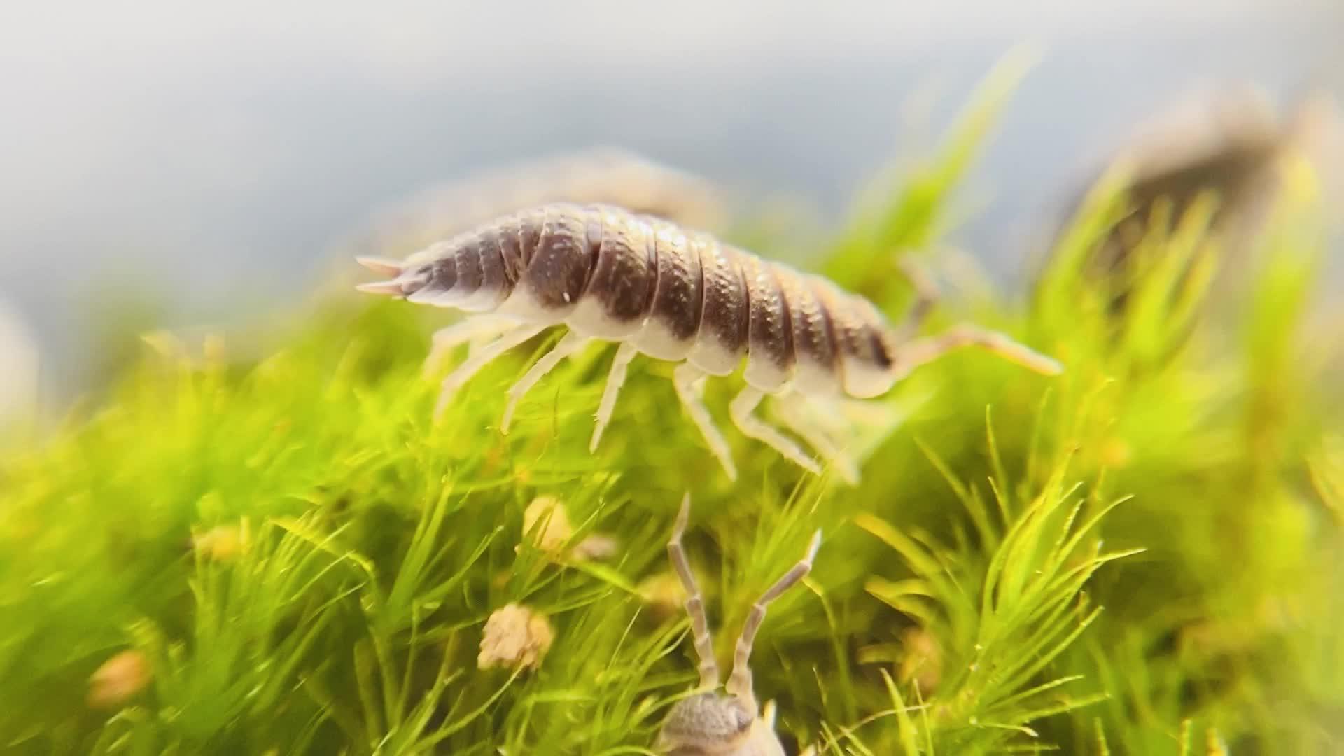 procelliospsevilla塞维利亚鼠妇