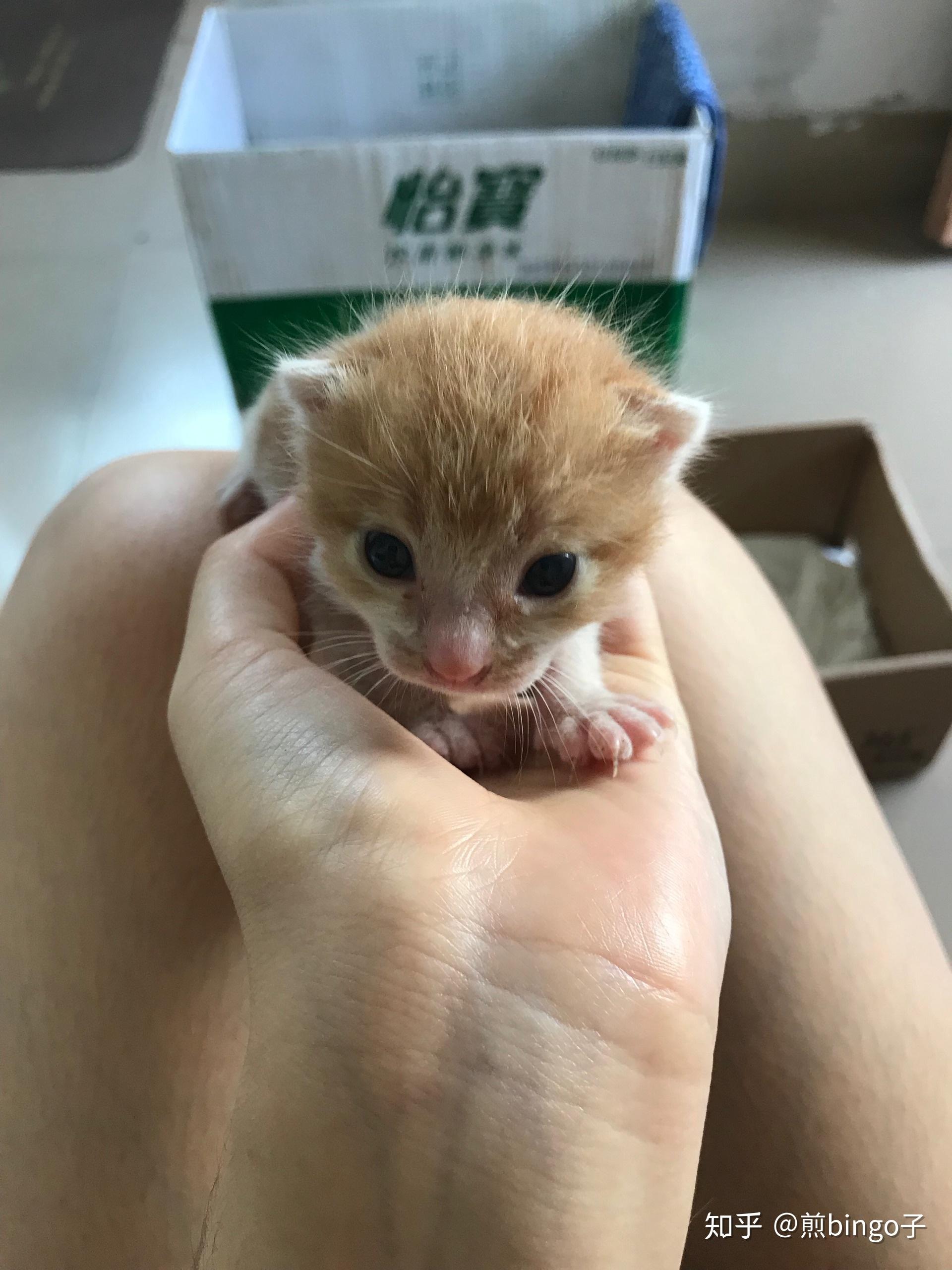 请问满月的小橘猫怎么喂养