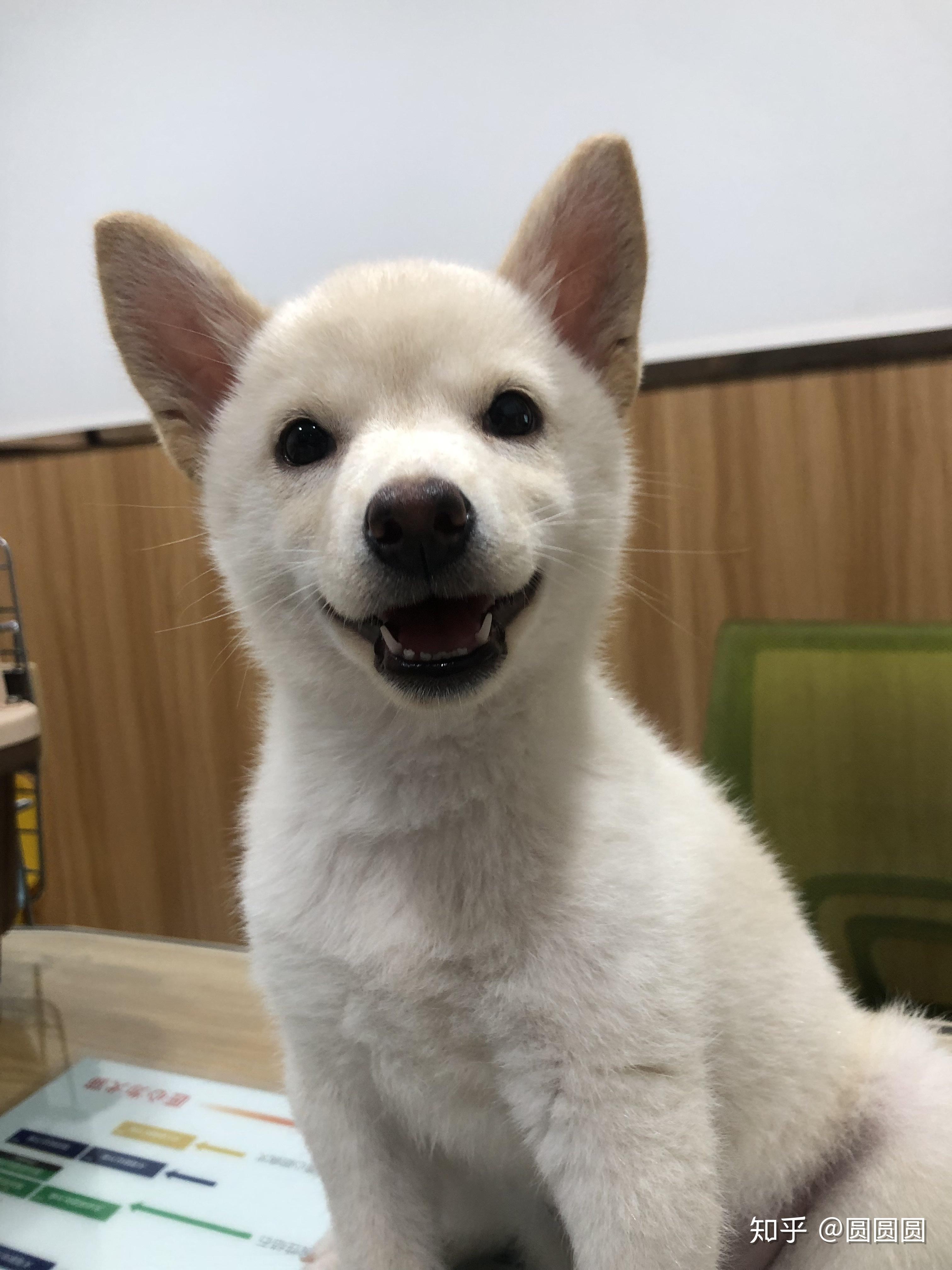 有没有养白色柴犬的大神能不能分享一下感受和图片