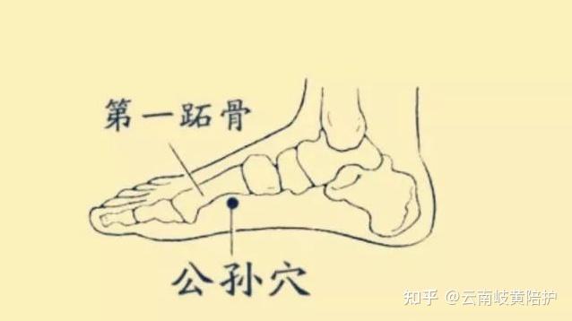 公孙穴:脚上的“皇帝”穴! - 知乎