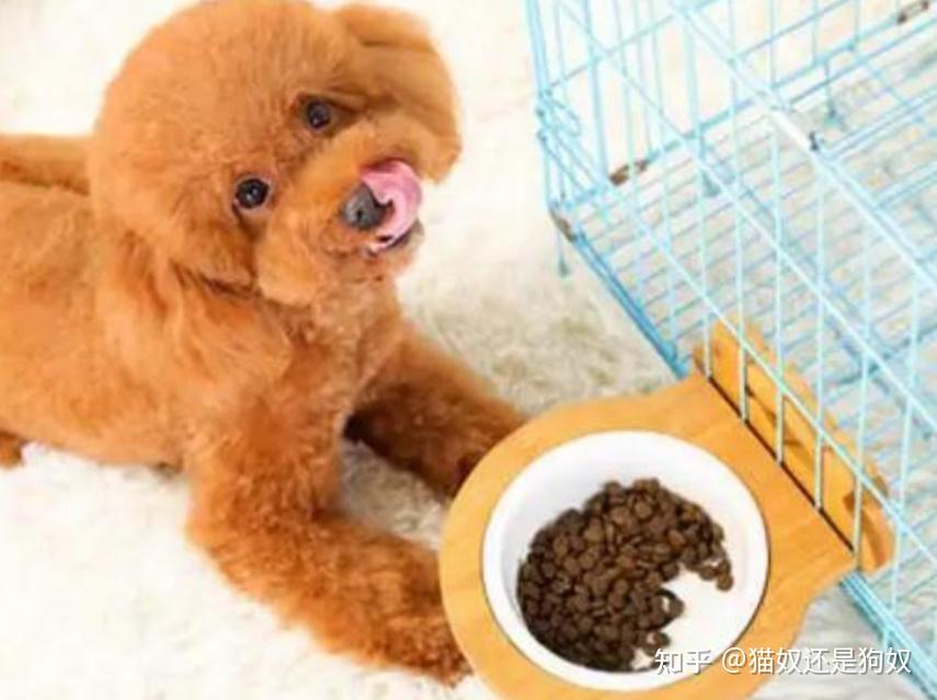 泰迪吃什么牌子狗粮好?2025泰迪狗粮推荐,选对不踩坑! - 知乎