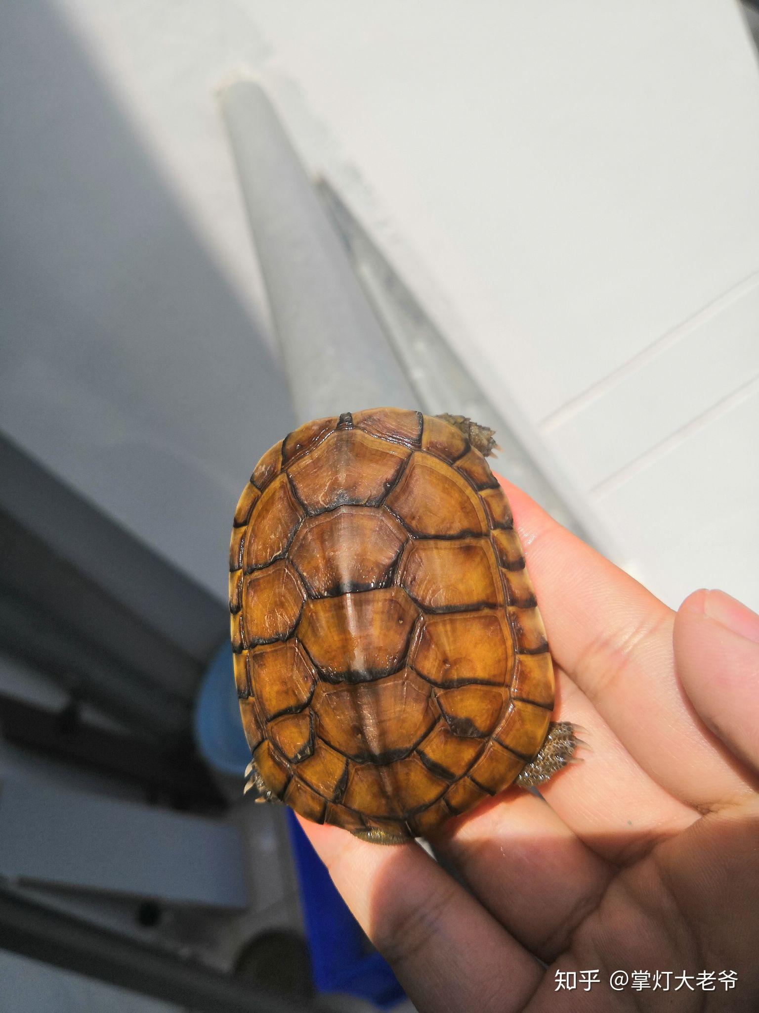 黄喉龟怎么区分公母? - 知乎