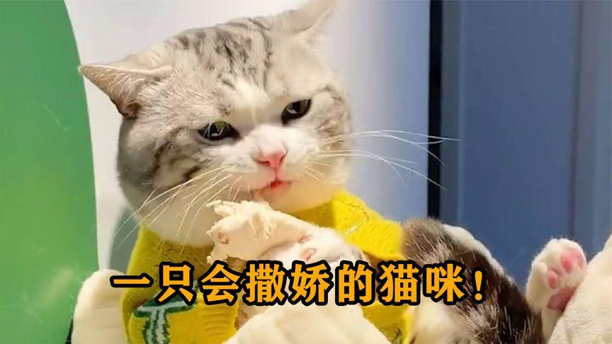 一只爱撒娇的猫一害羞就往主人怀里钻能听懂人话还会点头