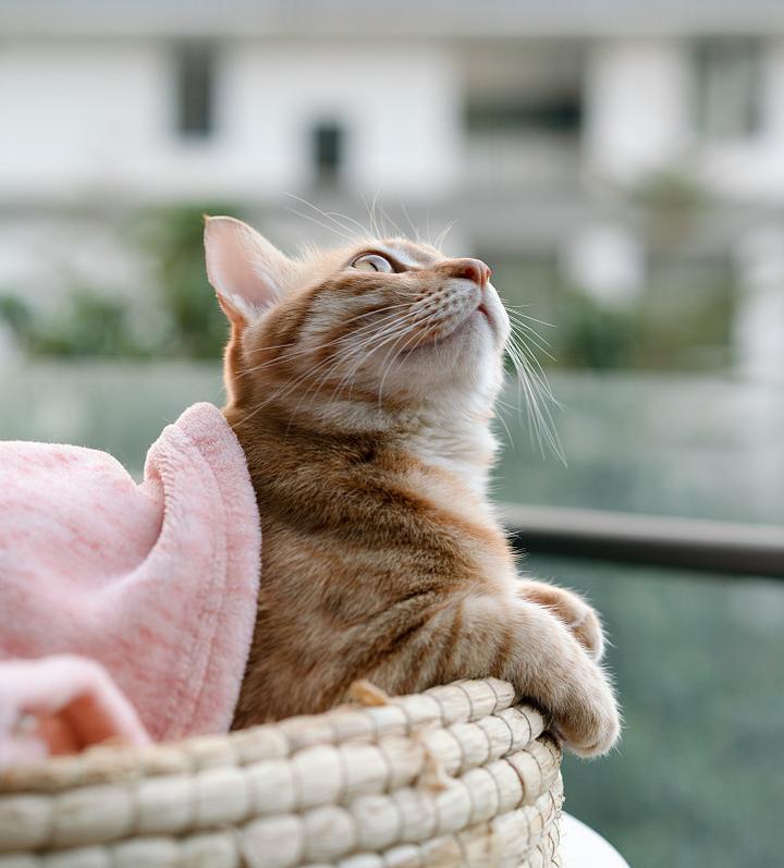 养猫人必知的5个“常识”,提前注意,才能将猫养好 - 知乎