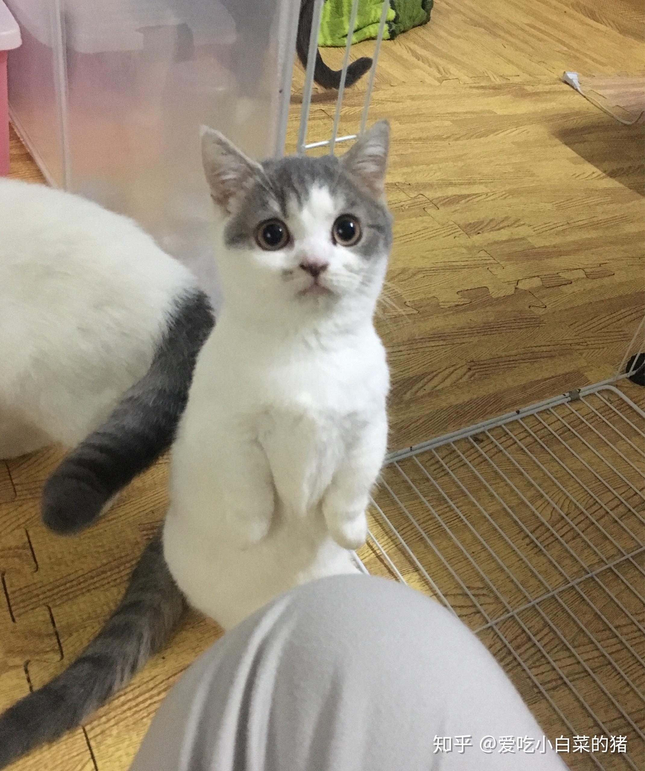 请问这是美短净梵吗? - 知乎