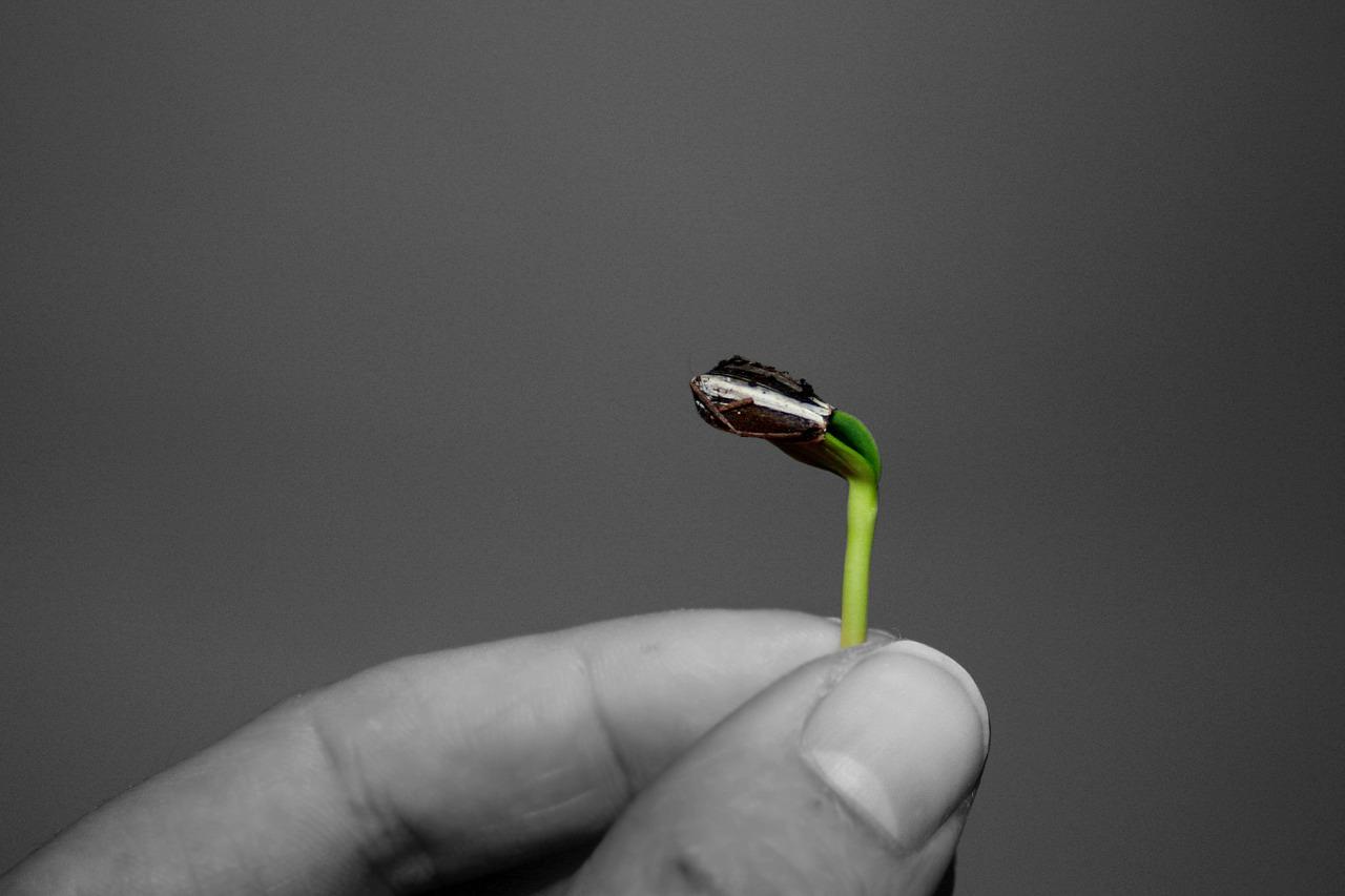 3. 种子消毒处理