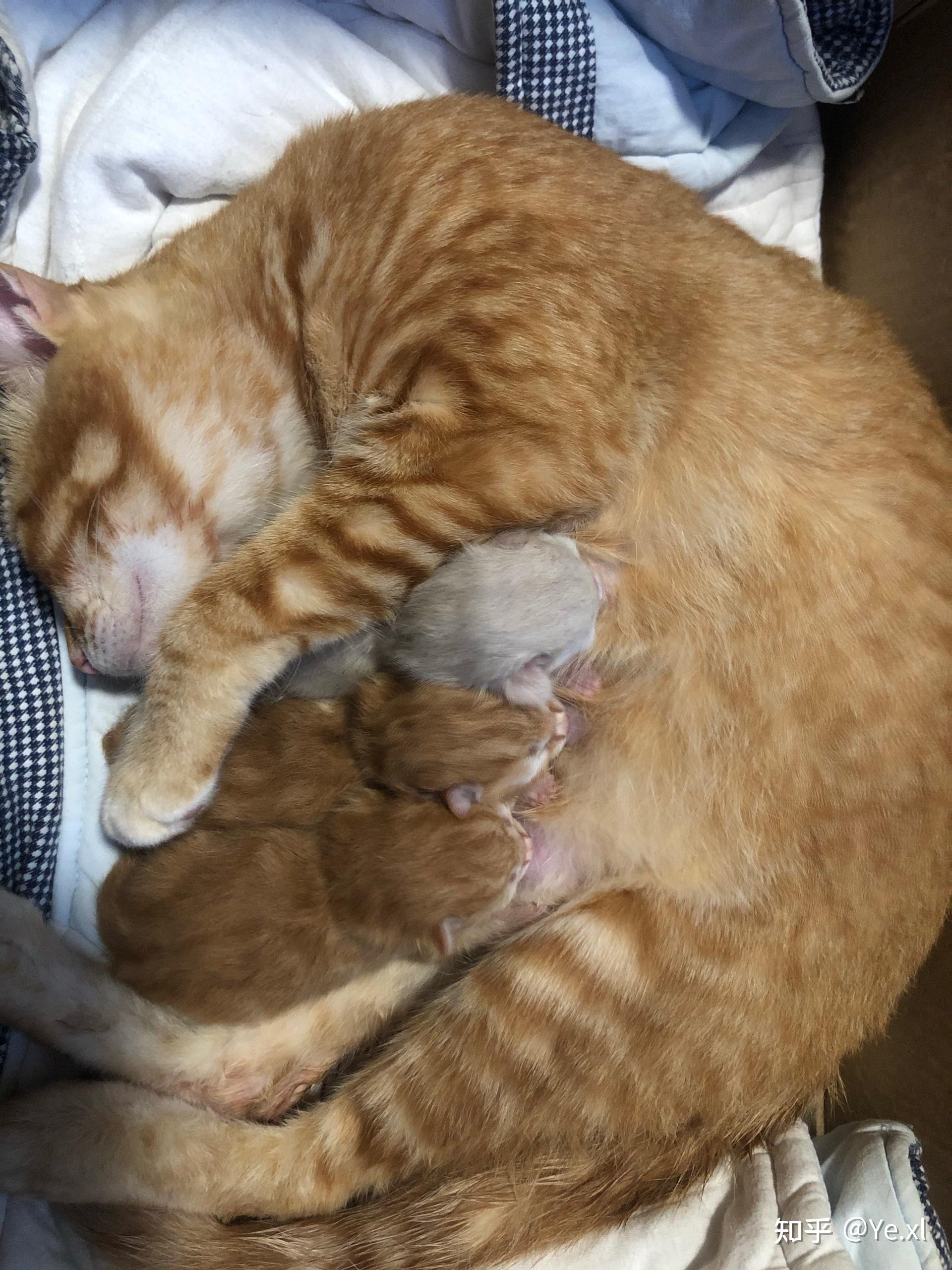 蓝猫和橘猫可以杂交吗如果可以的话有实际案例吗