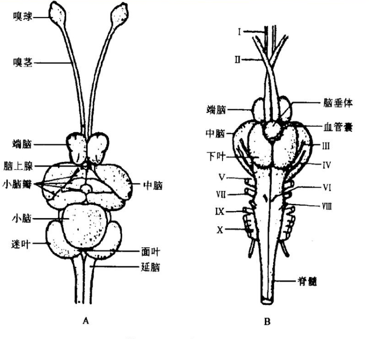 鱼究竟有没有大脑? - 知乎