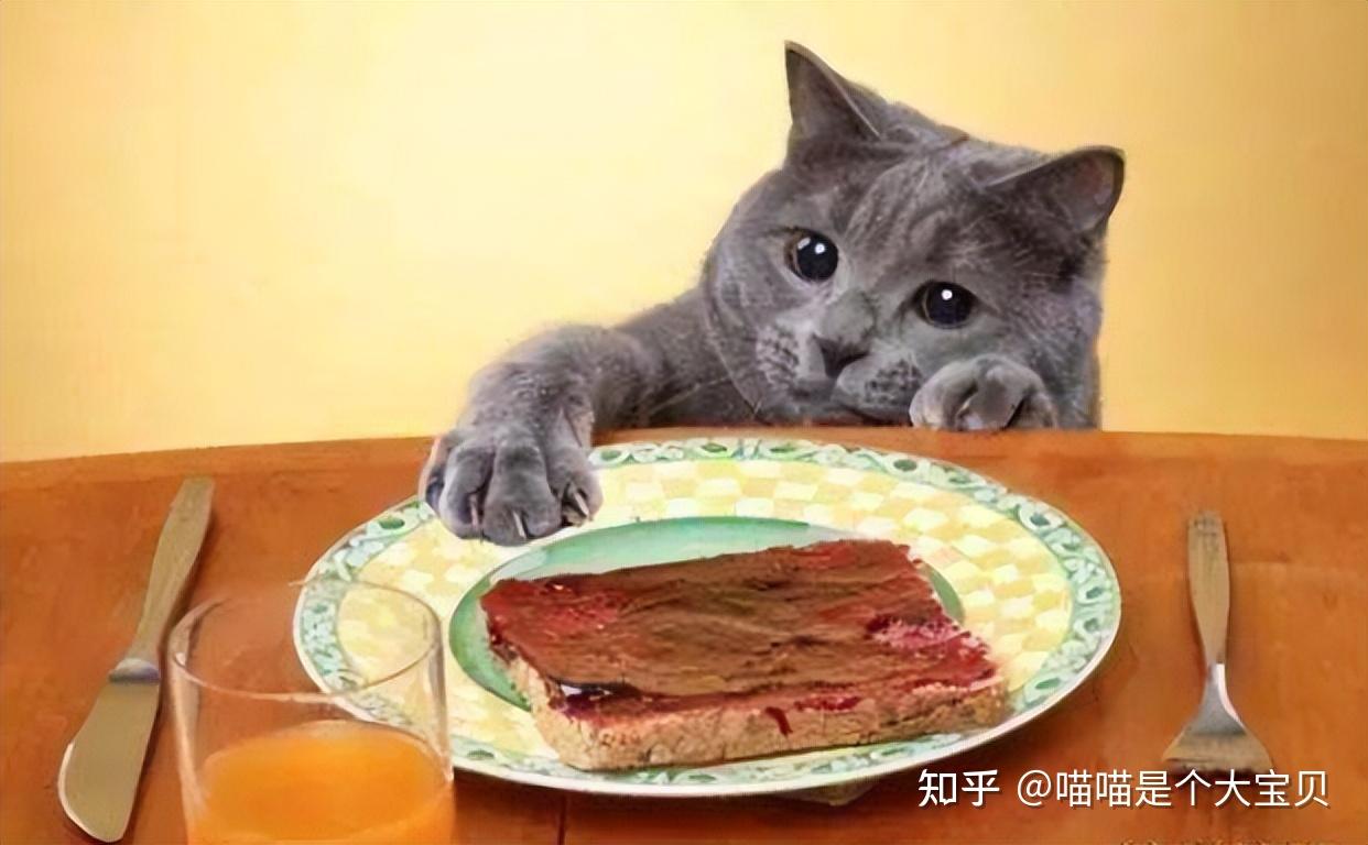这六种食物不要给猫吃,轻则生病,重则丧命 - 知乎