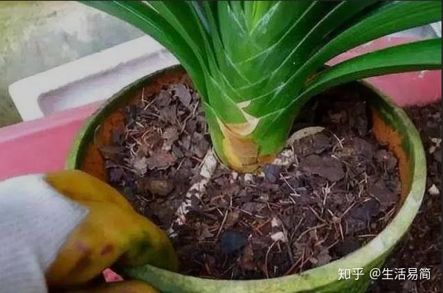 植物烂根怎么办?学会这些就不用担心了! - 知乎