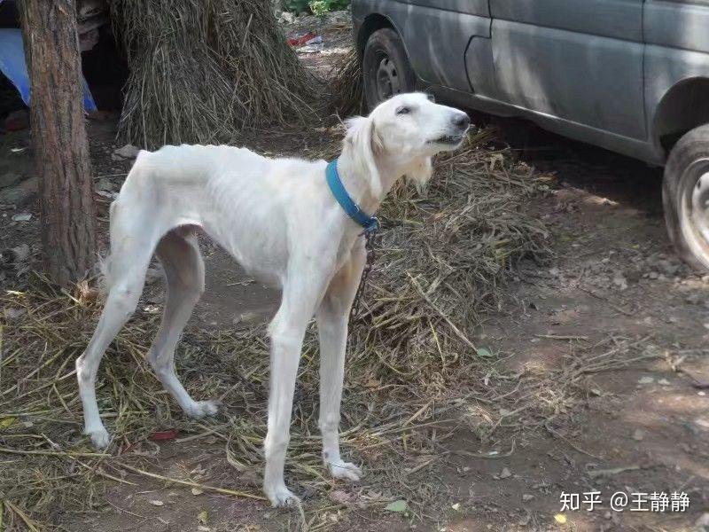 细狗为什么那么瘦? - 知乎